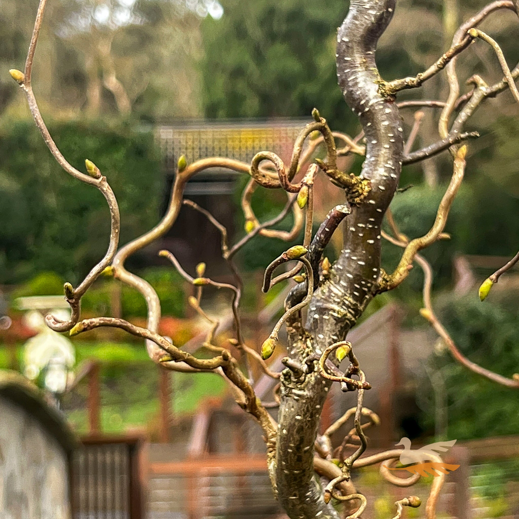 Corylus Crazy Filbert - 25cm Pot