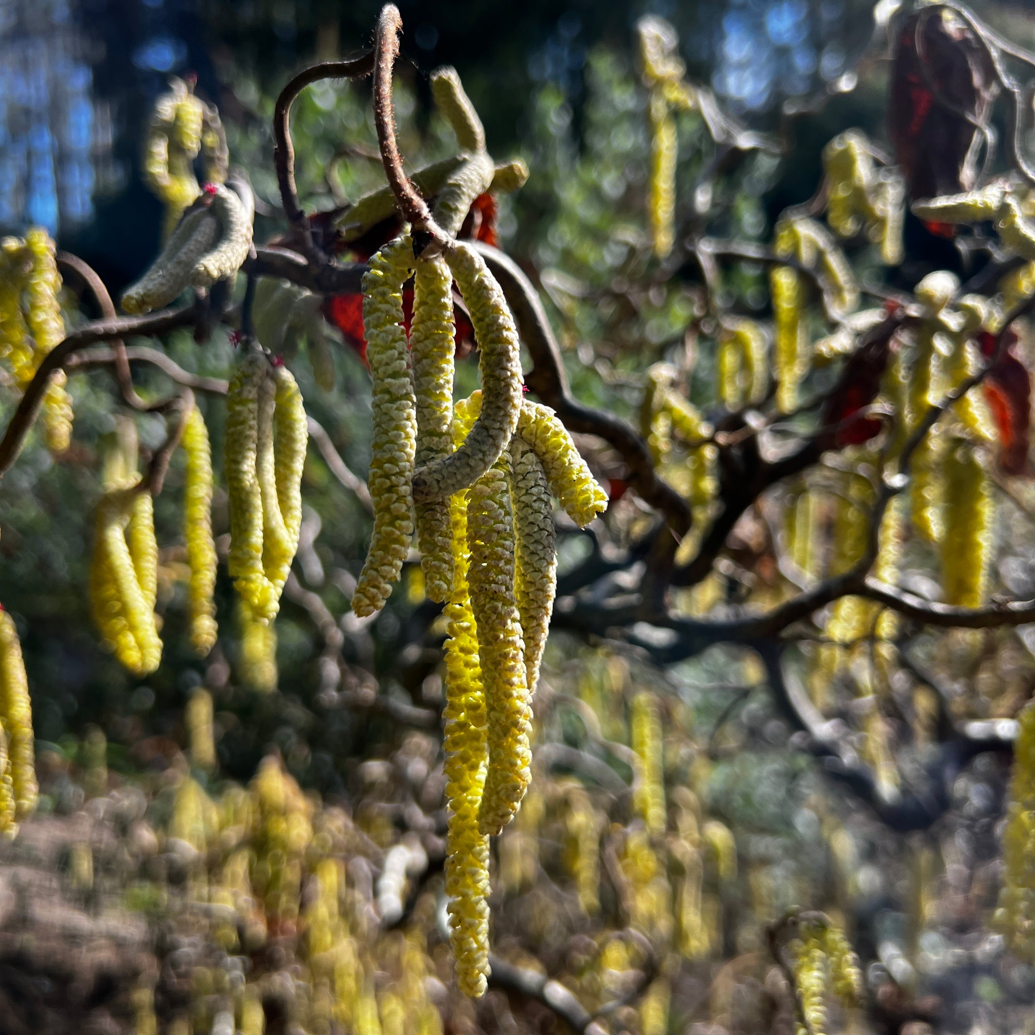 Corylus Crazy Filbert - 25cm Pot