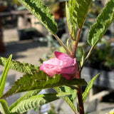 Hibiscus Aussie Pearl - 14cm Pot