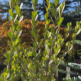 Banksia Red Dawn - 33cm Pot