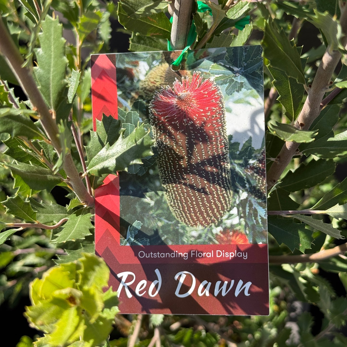 Banksia Red Dawn - 33cm Pot