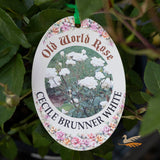 Bush Rose Cecile Brunner White - 20cm Pot