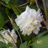 Bush Rose Cecile Brunner White - 20cm Pot