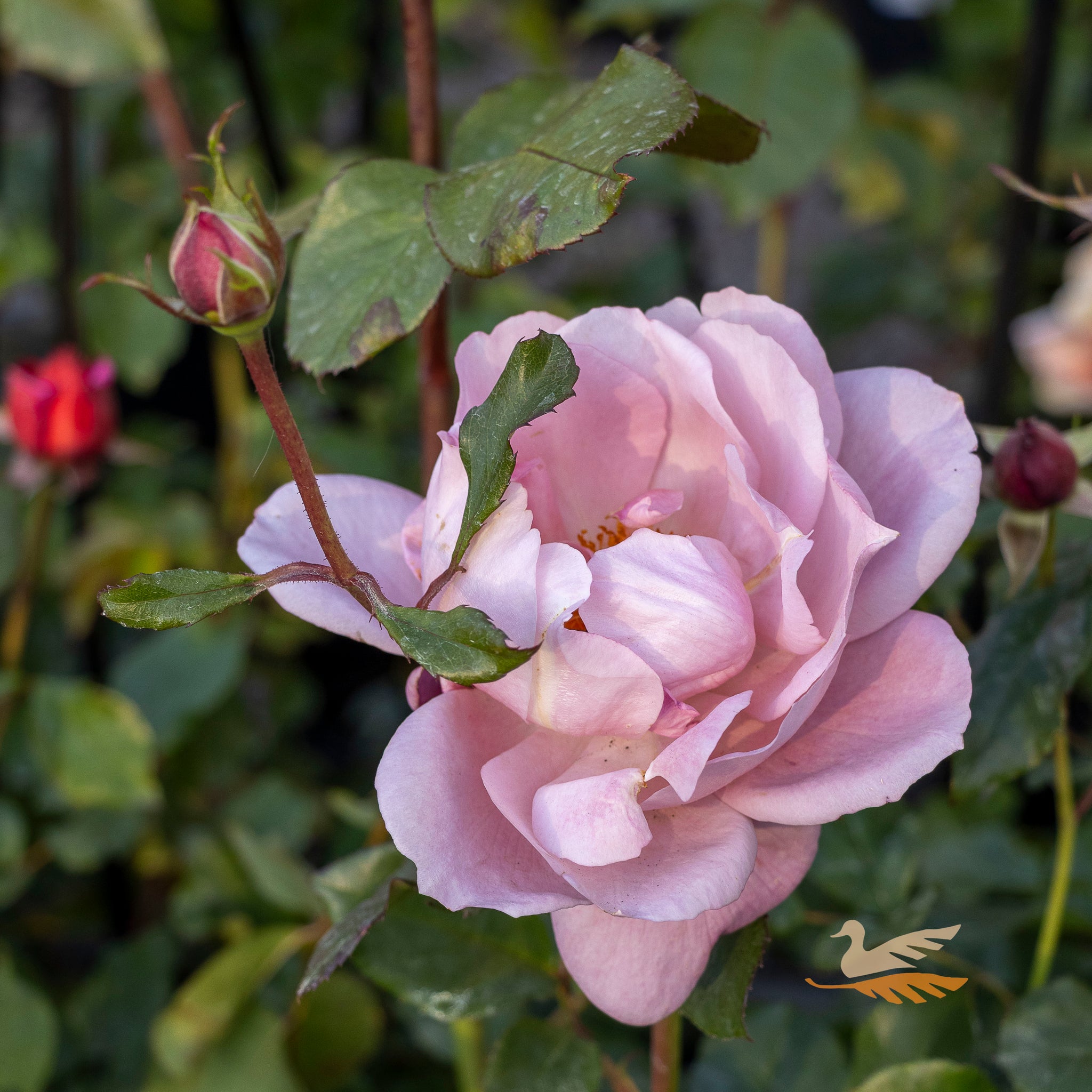 Bush Rose Grandma's Rose - 20cm Pot