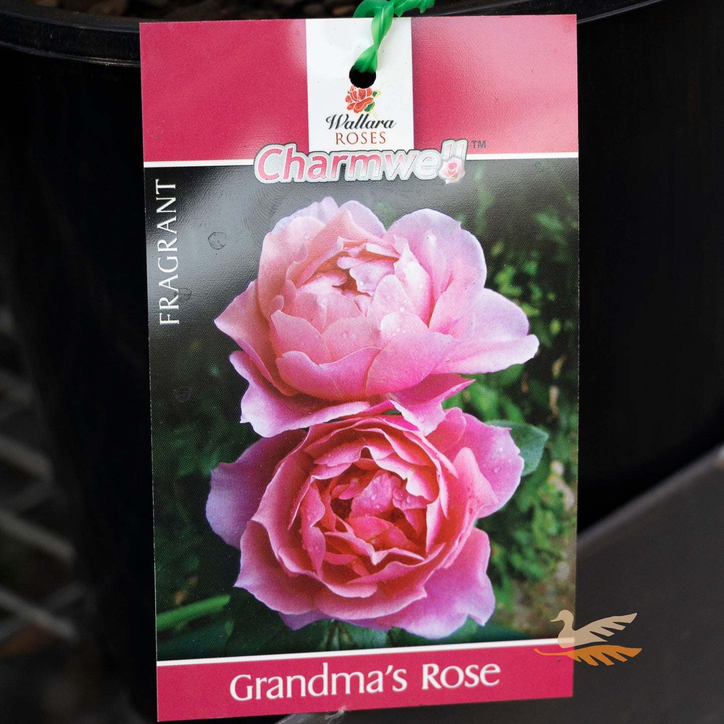 Bush Rose Grandma's Rose - 20cm Pot