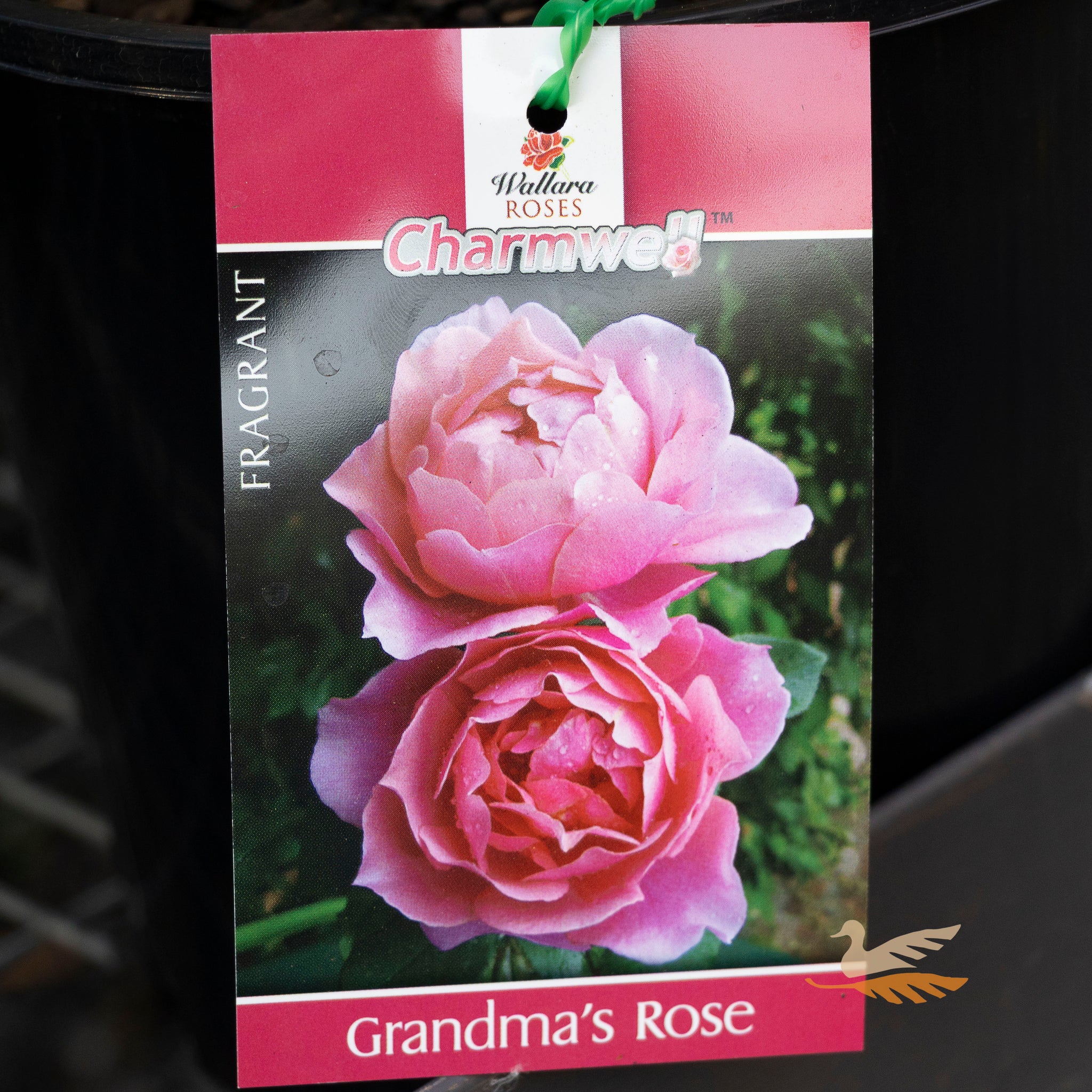 Bush Rose Grandma's Rose - 20cm Pot