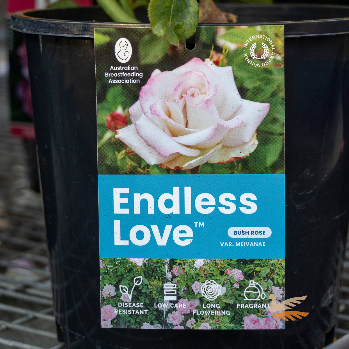 Bush Rose Endless Love - 20cm Pot