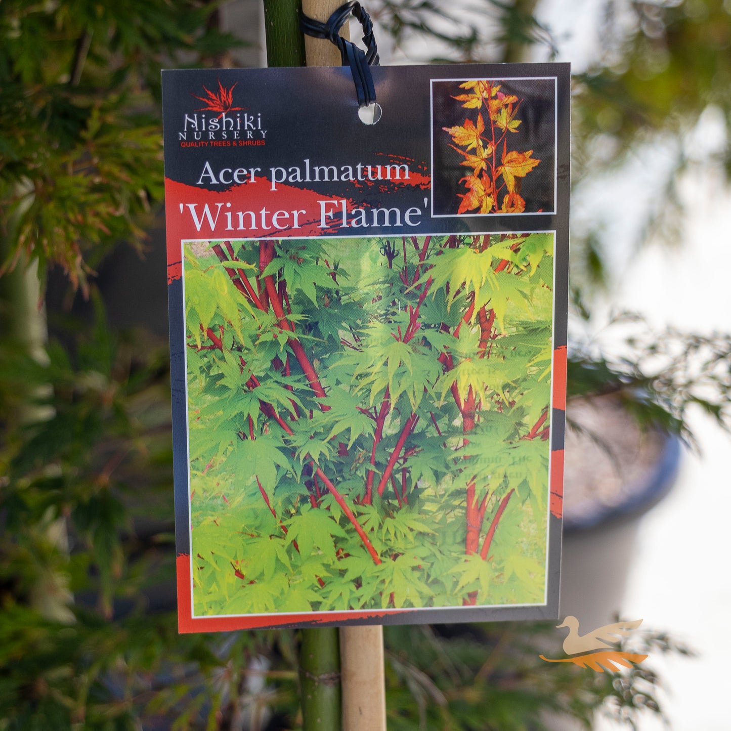 Acer Winter Flame Standard - 25cm Pot