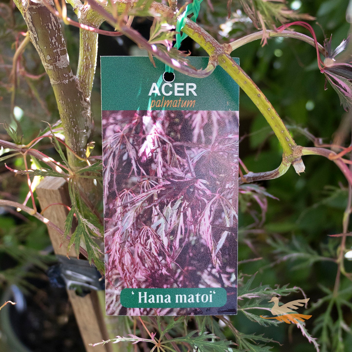 Acer Palmatum Hana Matoi - 25cm Pot