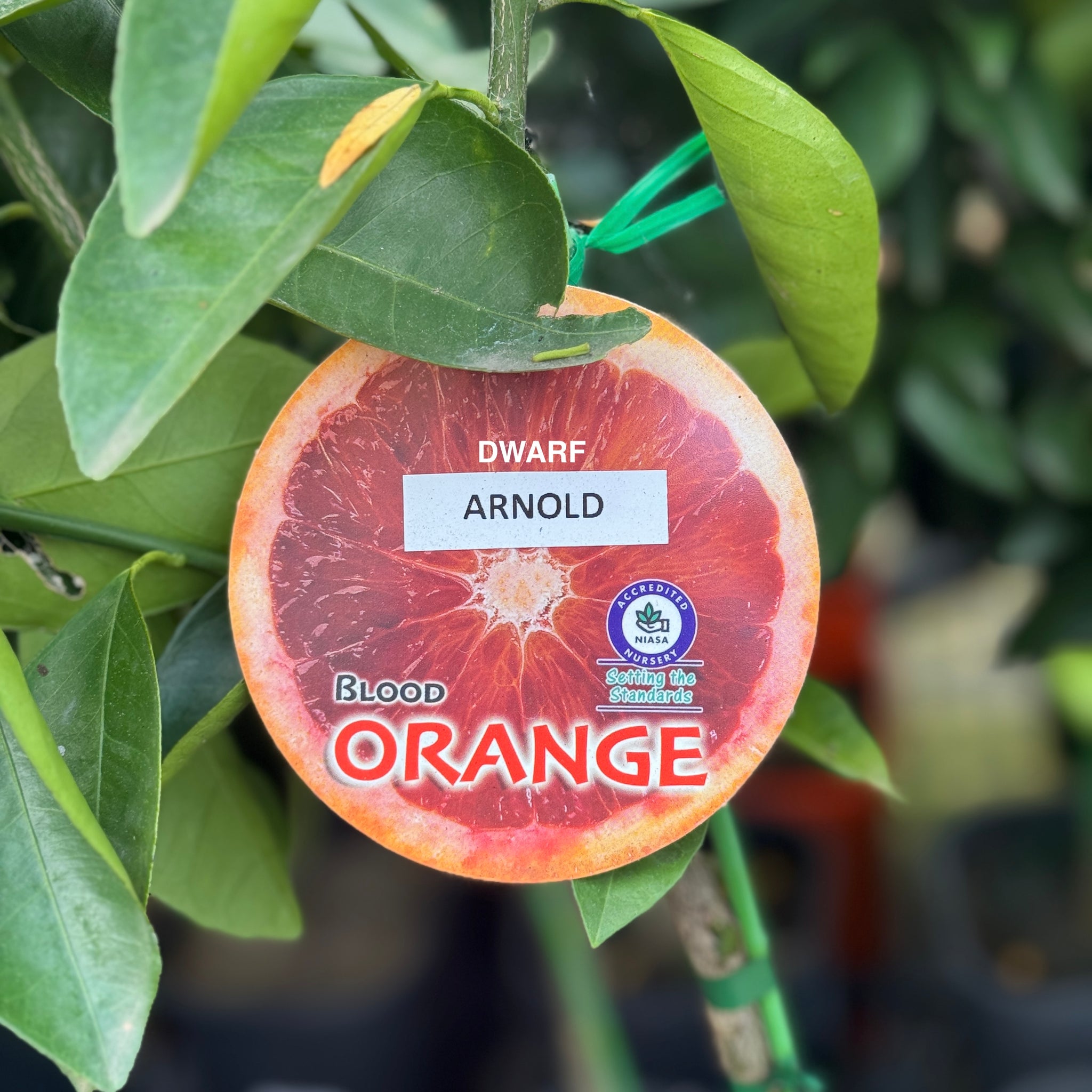 Blood Orange Arnold Dwarf - 20cm Pot