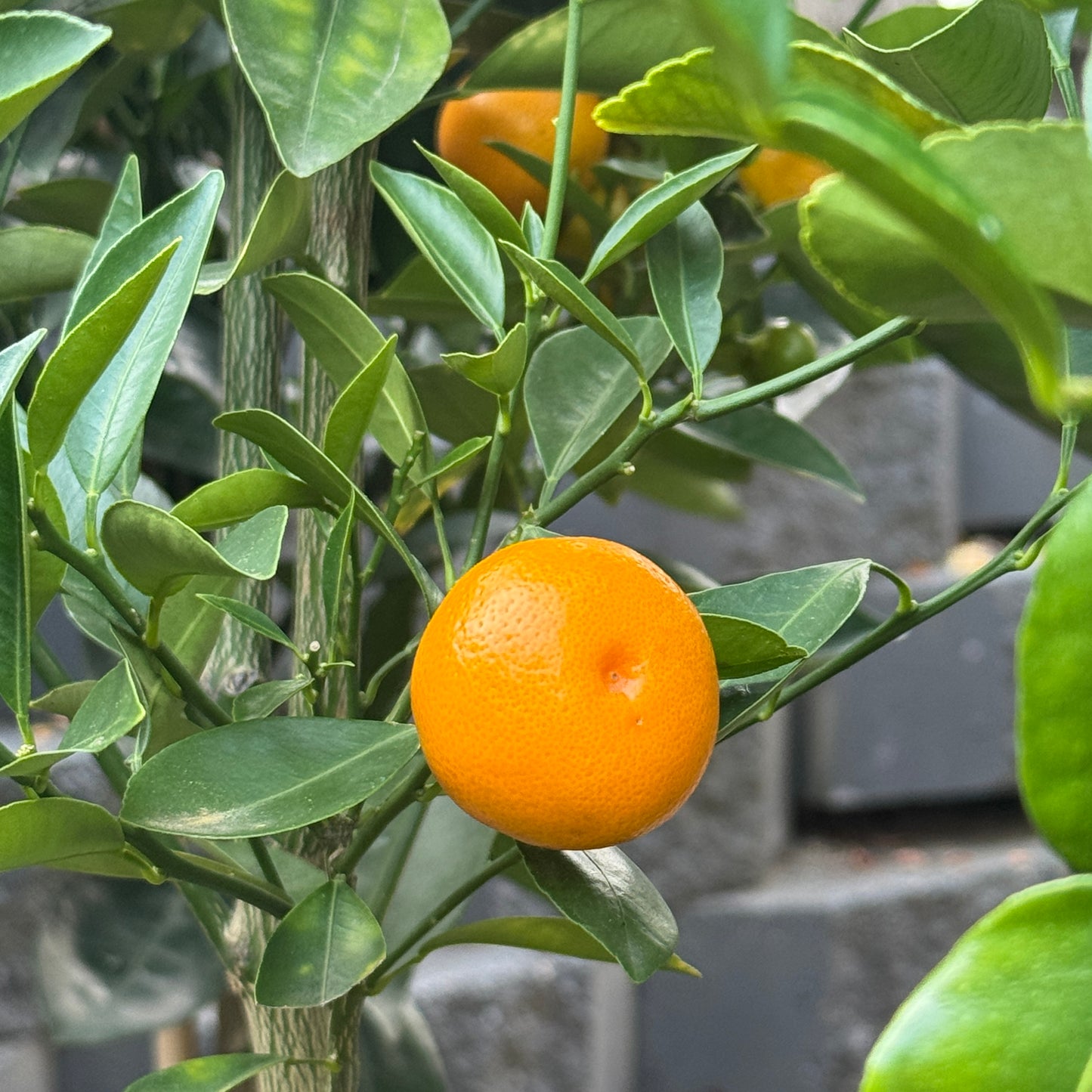 Cumquat Calamondin - 33cm Pot