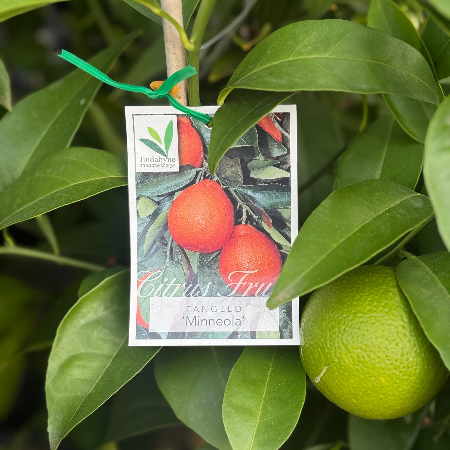 Tangelo Minneola - 25cm Pot