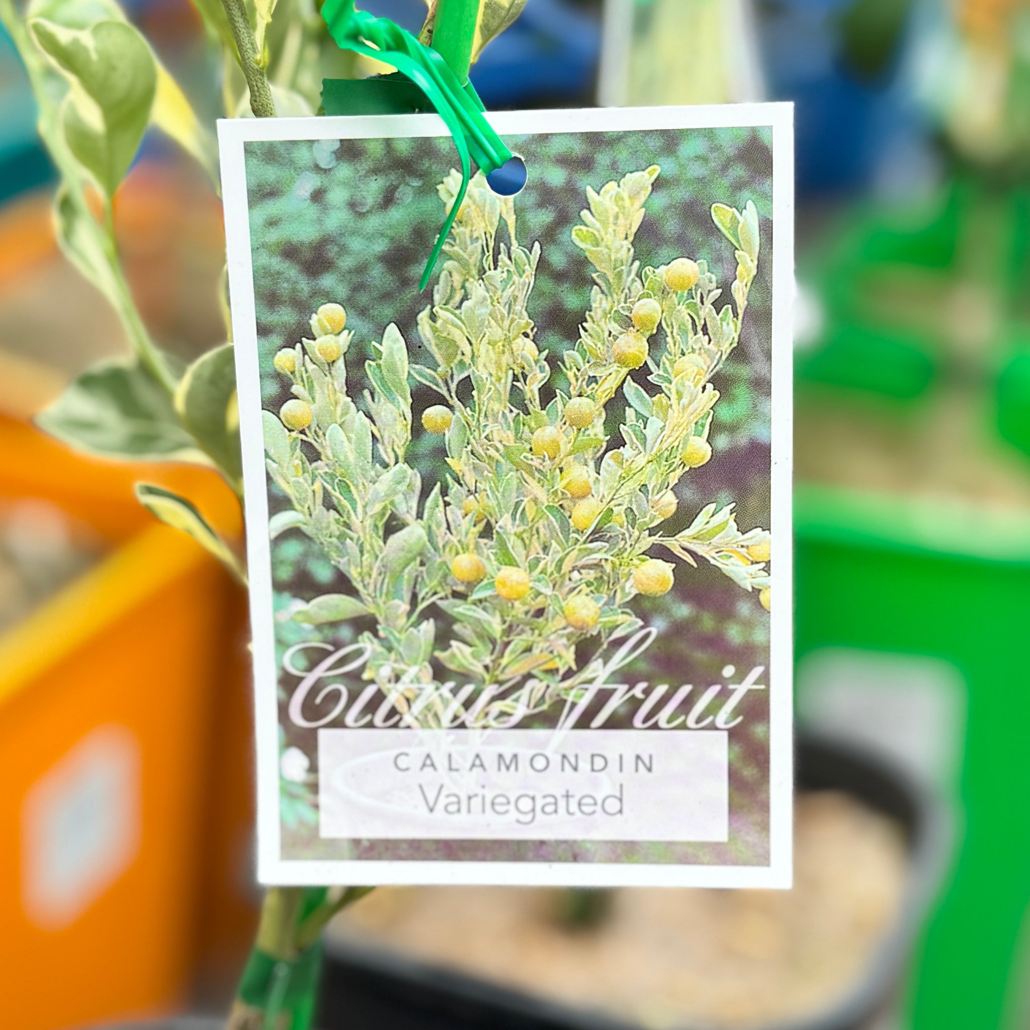 Cumquat Calamondin Variegated - 16.5cm Pot