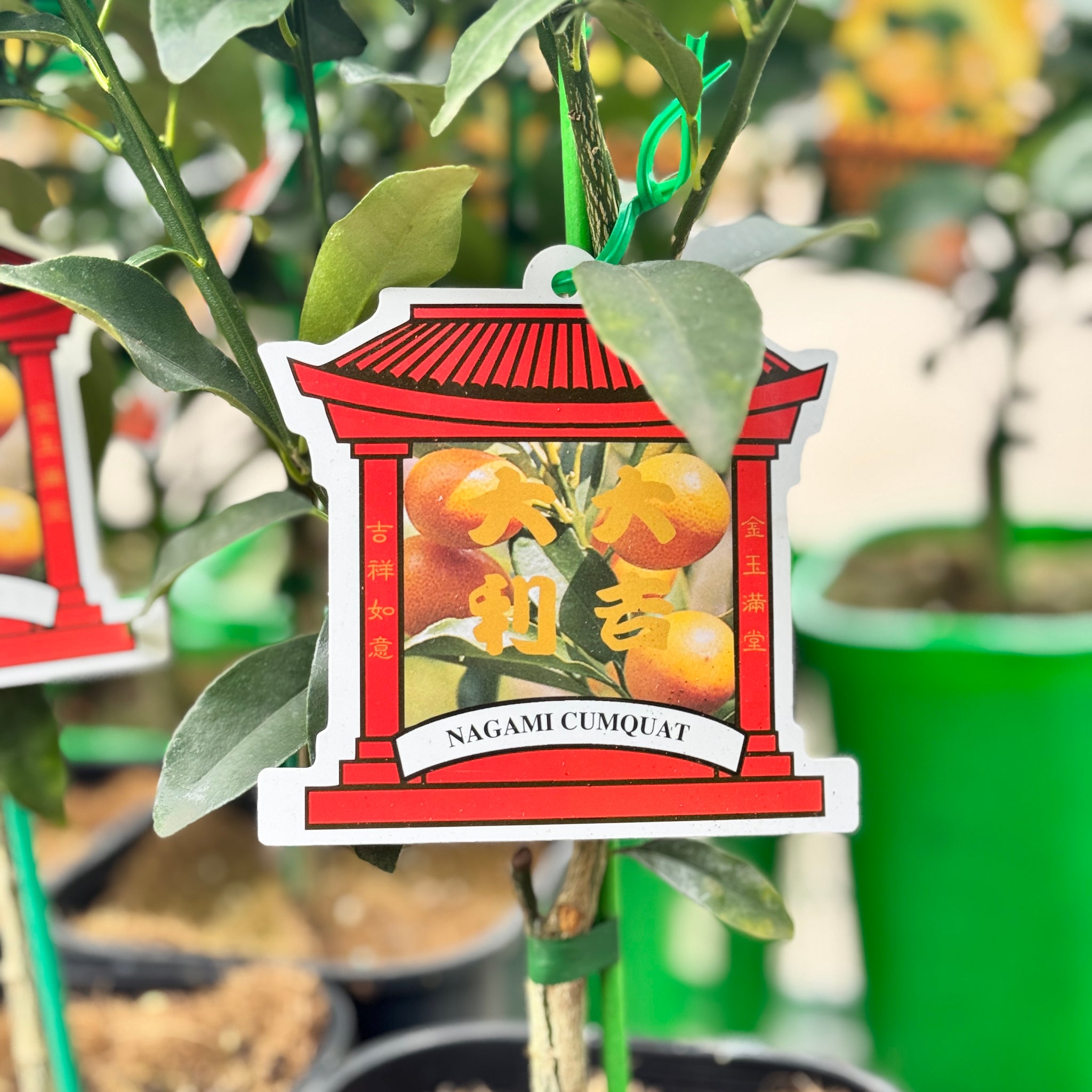 Cumquat Nagami - 4L Pot
