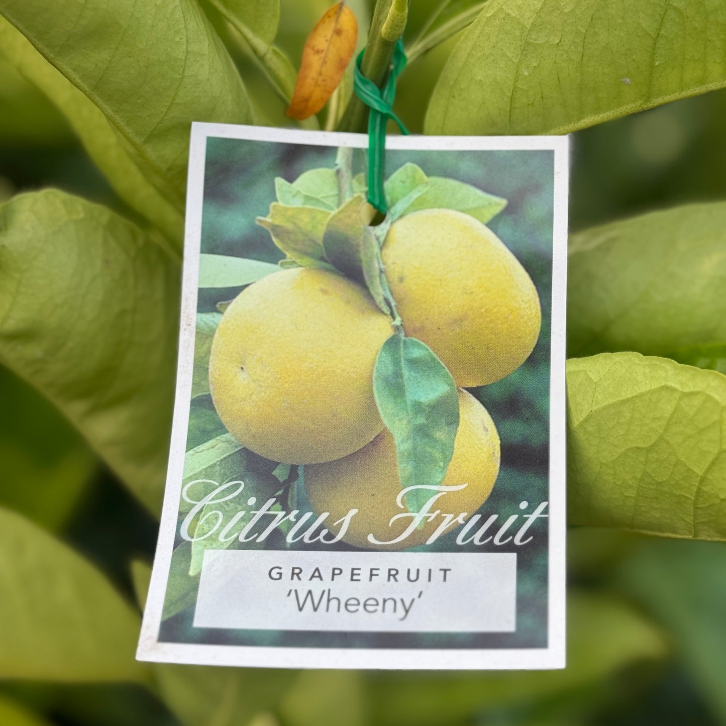 Grapefruit Wheeny - 16.5cm Pot