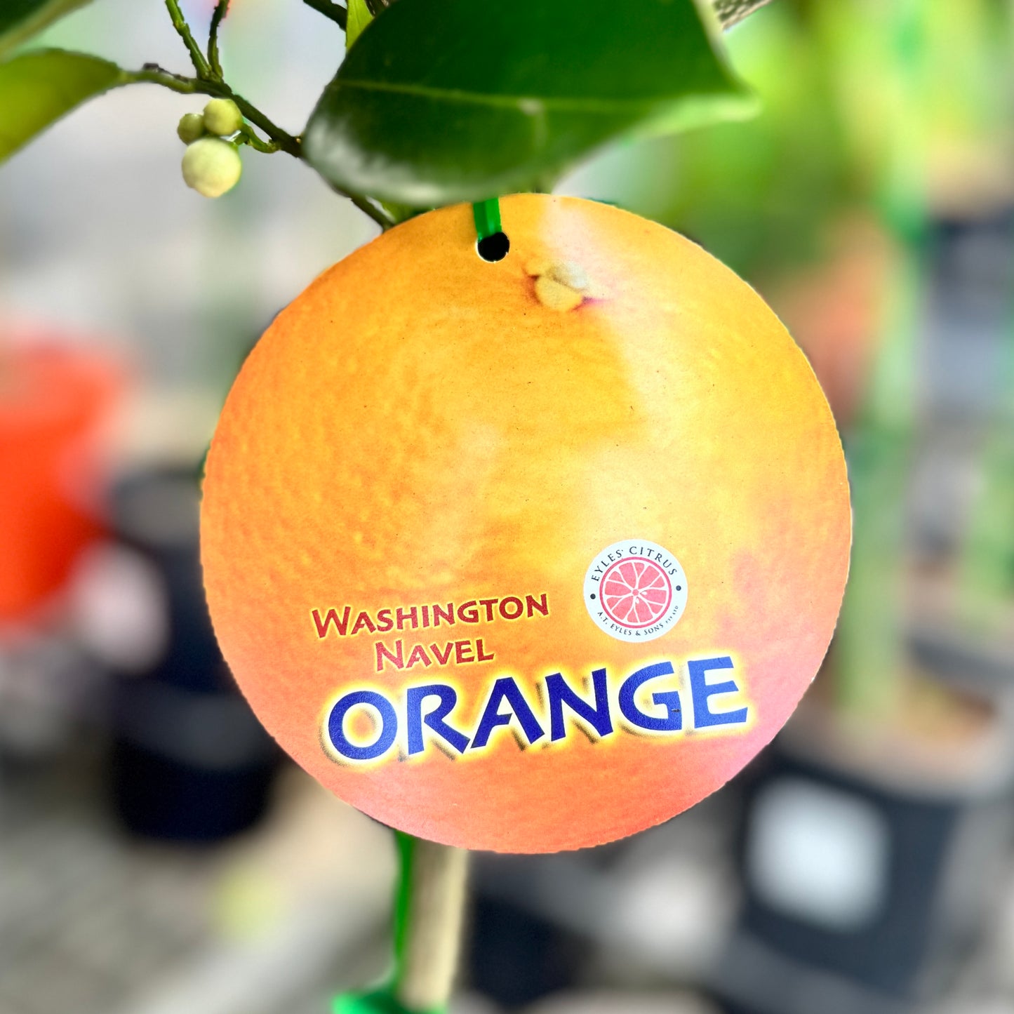 Orange Washington Navel - 40cm Pot