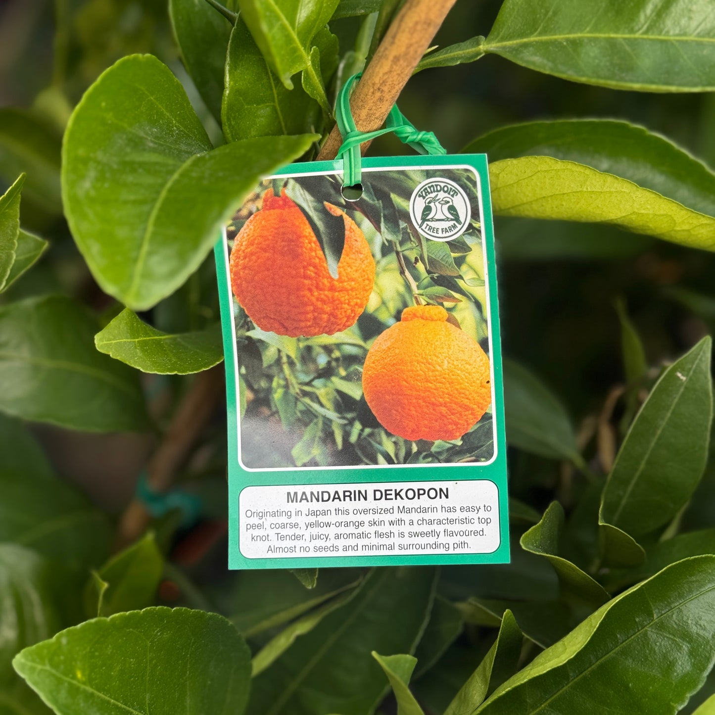 Mandarin Dekopon - 4L Pot