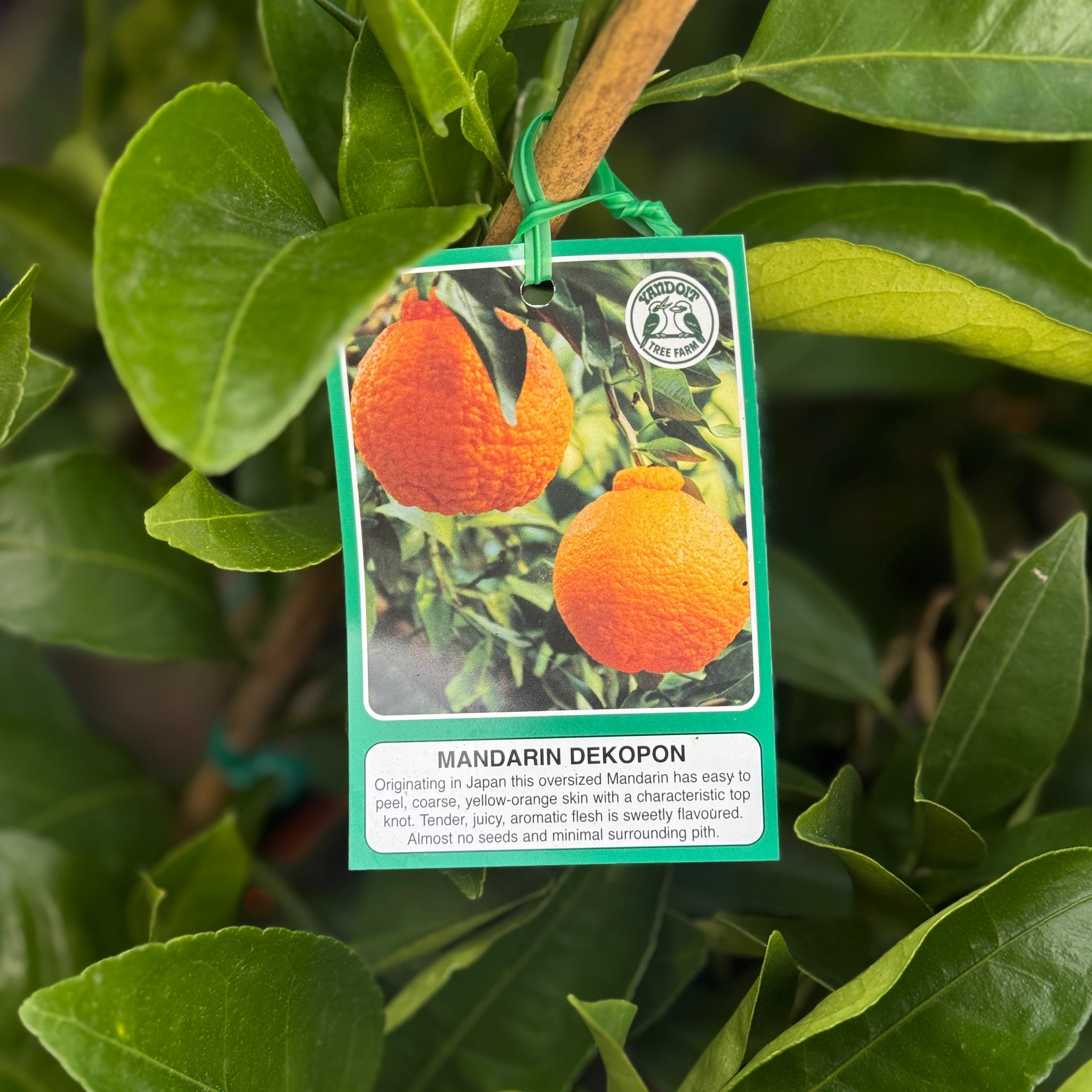 Mandarin Dekopon - 4L Pot