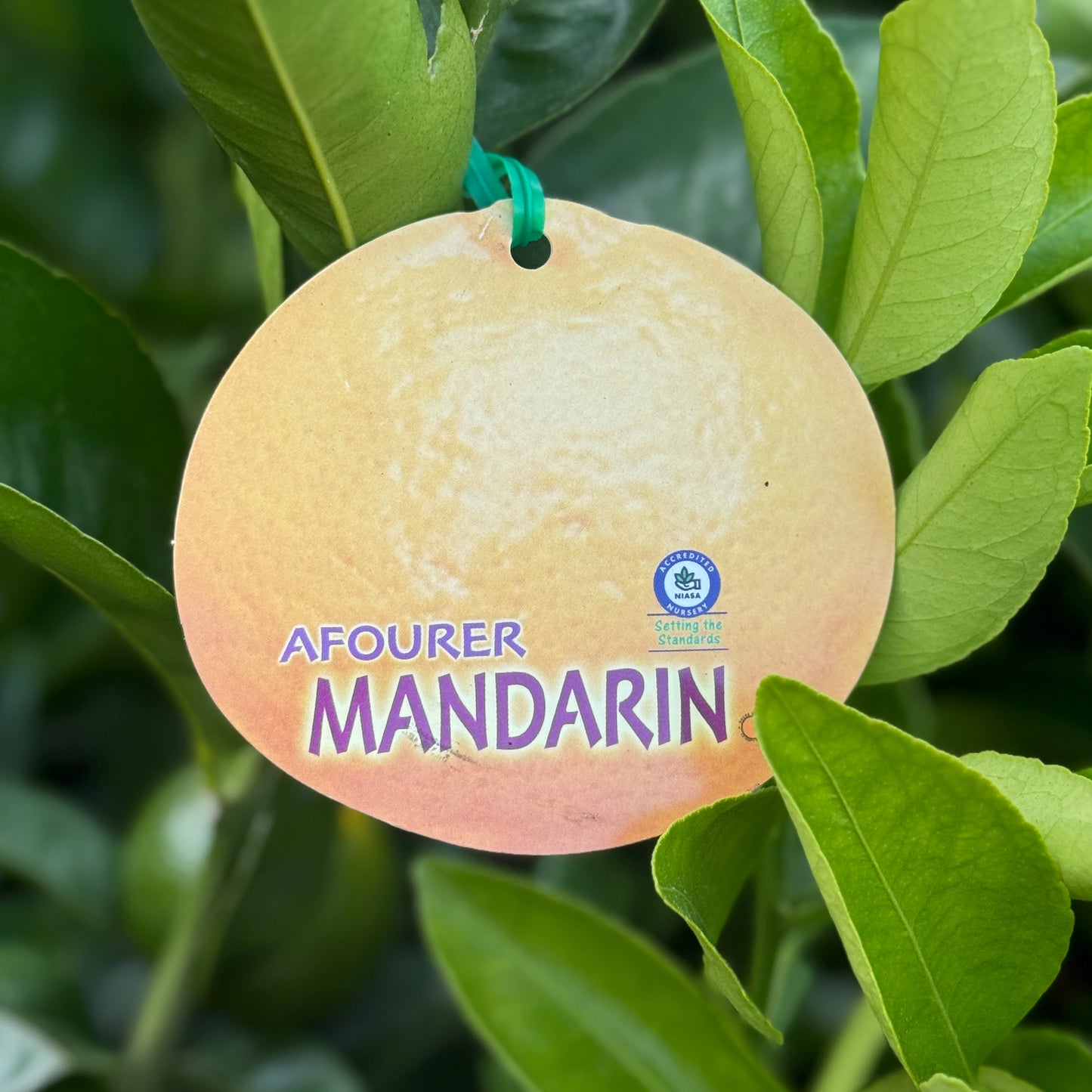 Mandarin Afourer - 16.5cm Pot