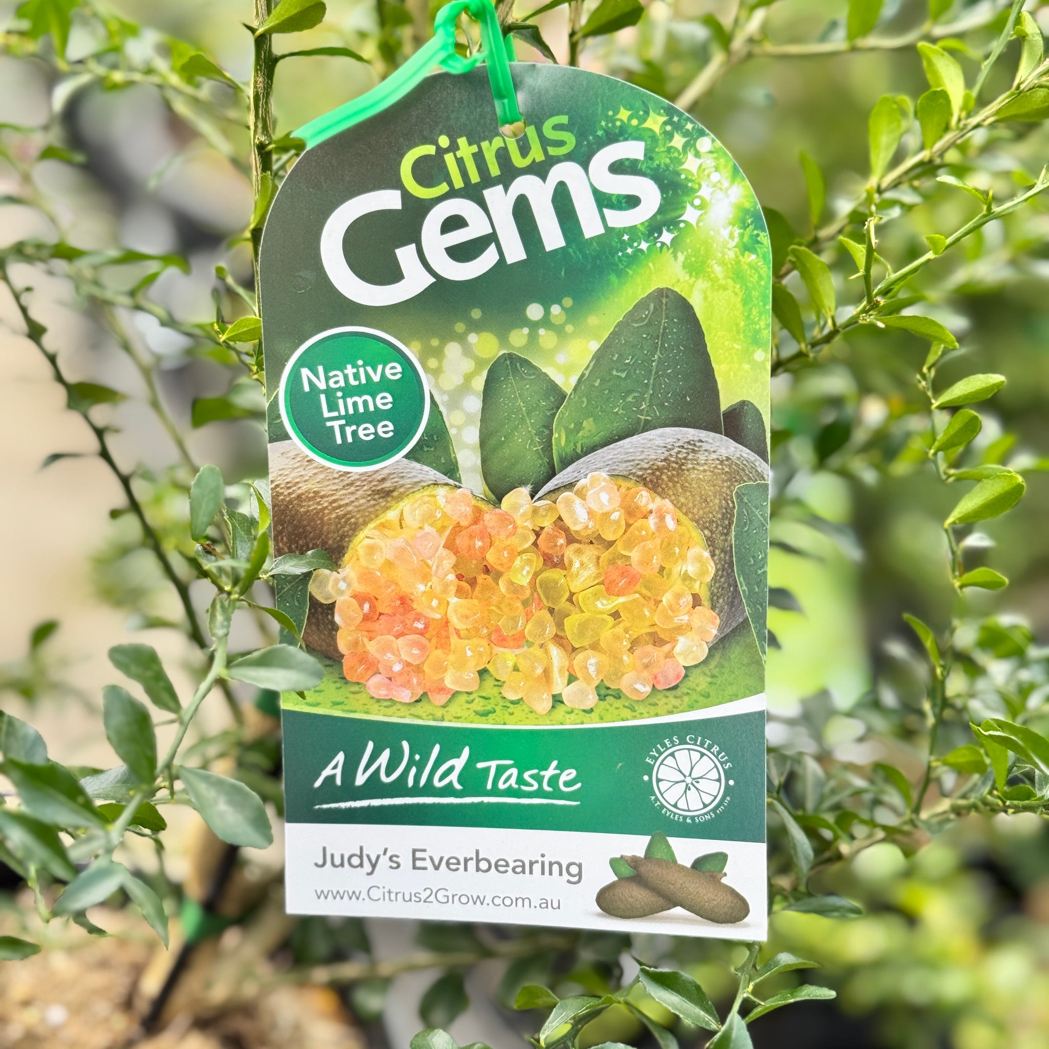 Finger Lime Judys Everbearing - 50cm Pot