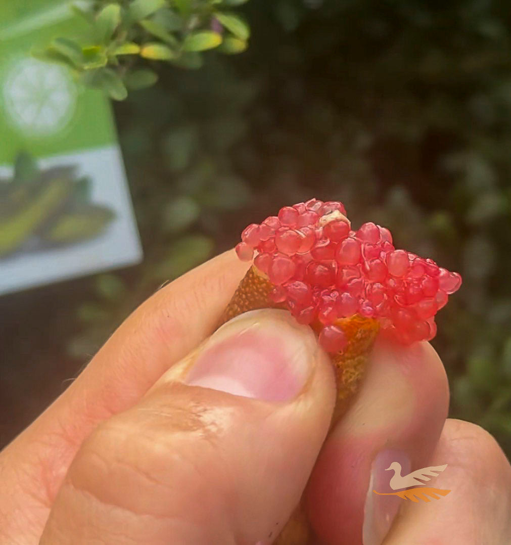 Finger Lime Little Ruby - 50cm Pot