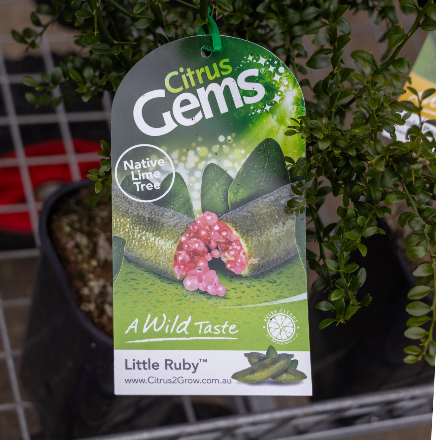 Finger Lime Little Ruby - 50cm Pot