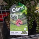 Finger Lime Little Ruby - 50cm Pot