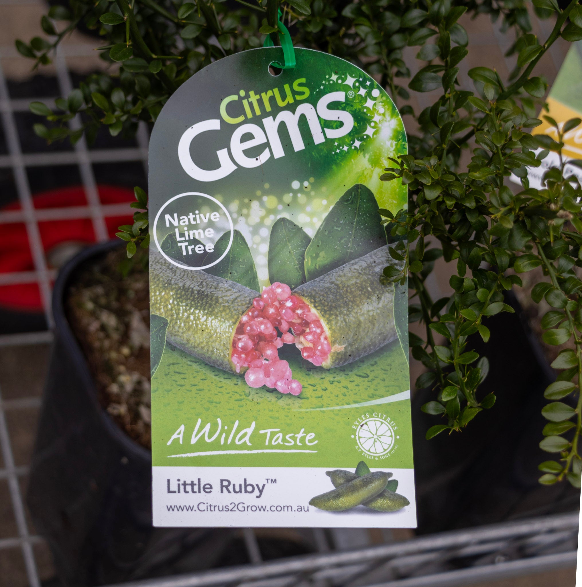 Finger Lime Little Ruby - 50cm Pot