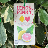 Lemon Pinky - 16.5cm Pot