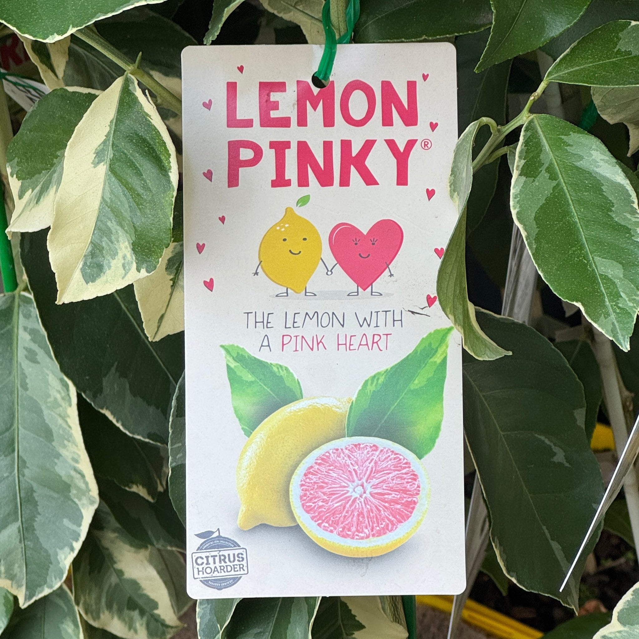 Lemon Pinky - 16.5cm Pot