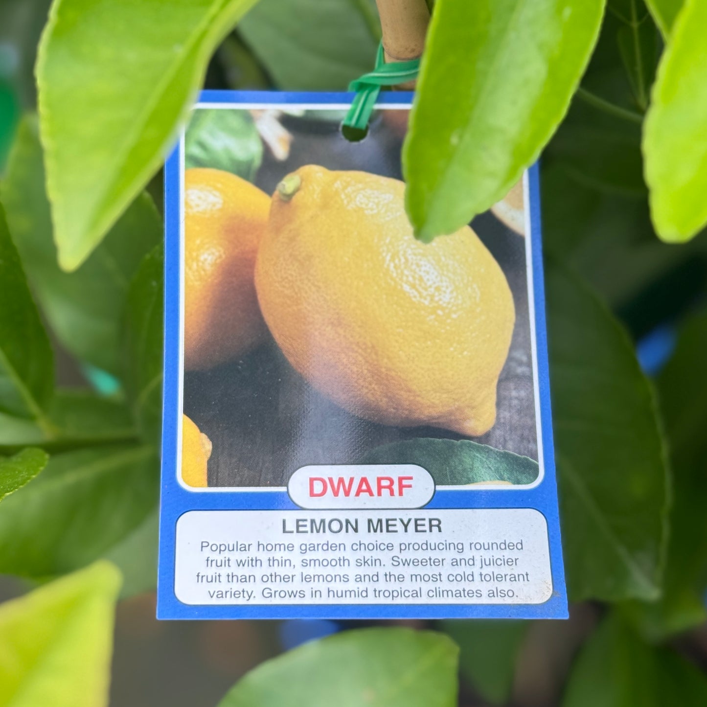 Lemon Meyer Dwarf - 4L Pot