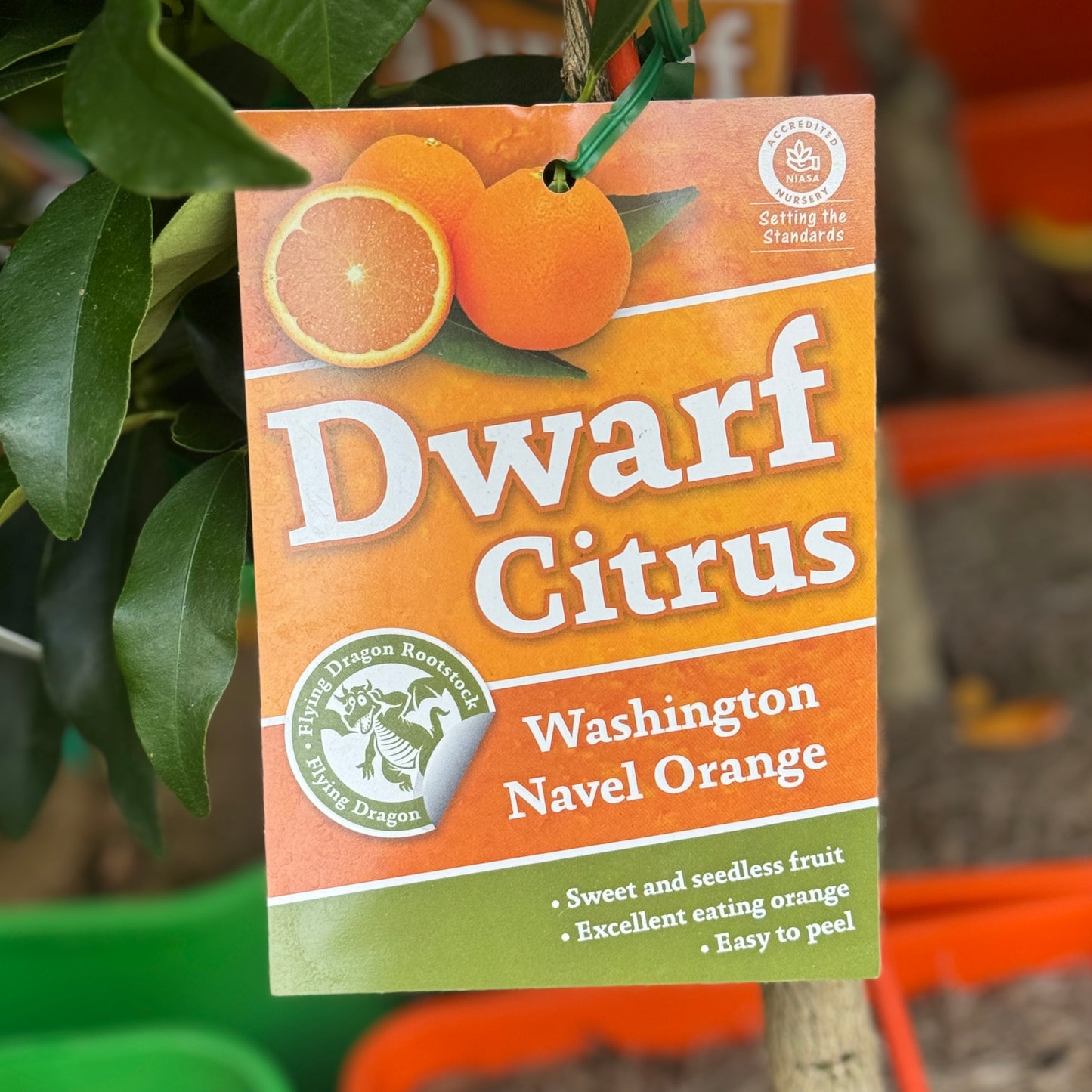 Orange Washington Navel Dwarf - 20cm Pot