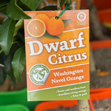 Orange Washington Navel Dwarf - 20cm Pot