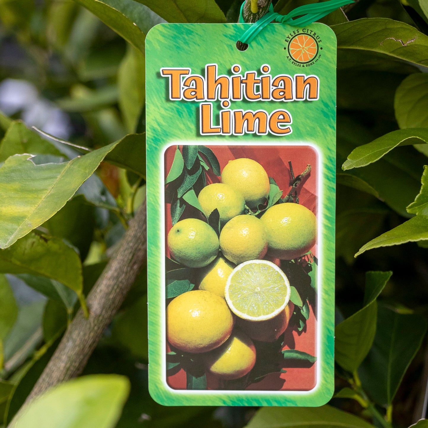 Lime Tahitian - 4L Pot