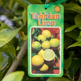 Lime Tahitian - 33cm Pot