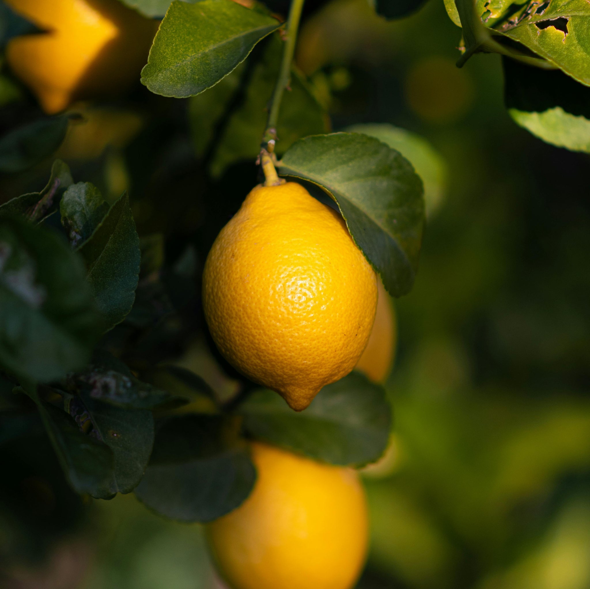 Lemon Eureka - 4L Pot