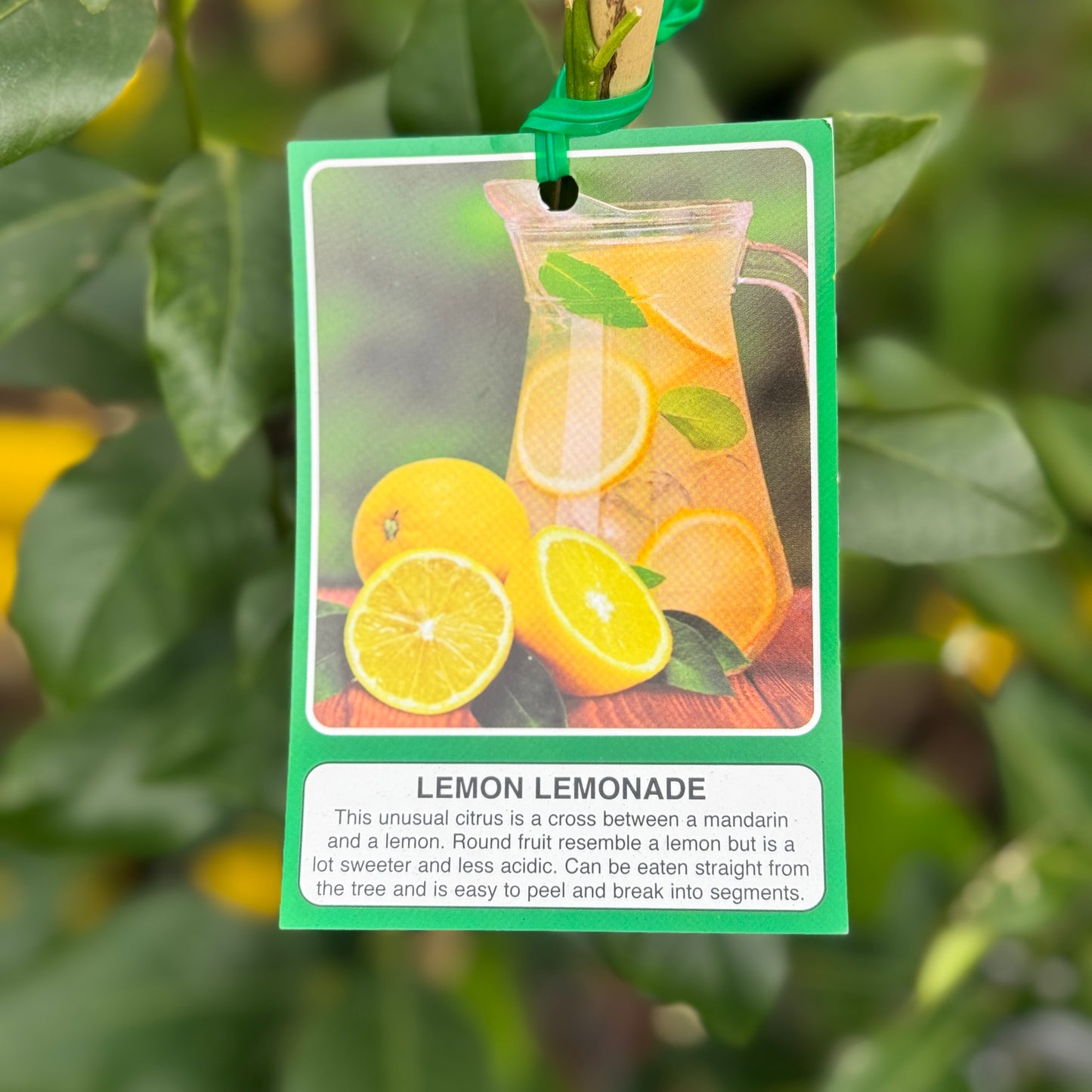 Lemon Lemonade - 33cm Pot