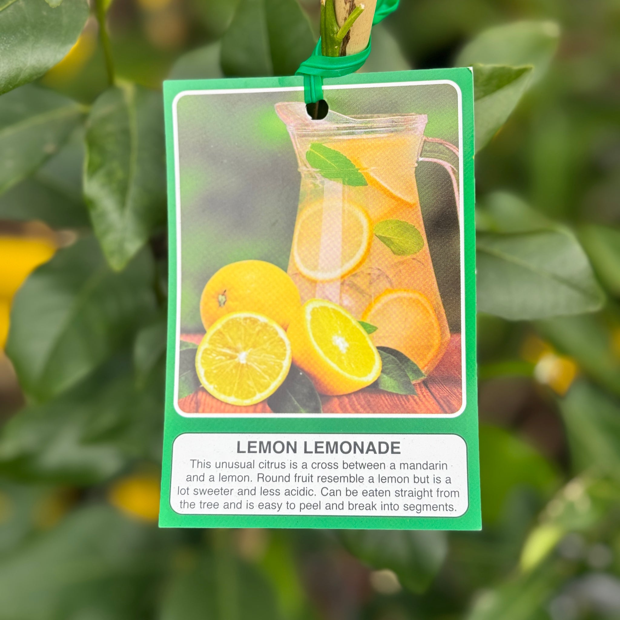 Lemon Lemonade - 33cm Pot