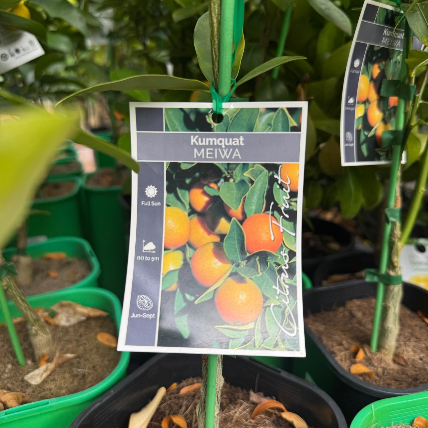 Kumquat Meiwa - 16.5cm Pot