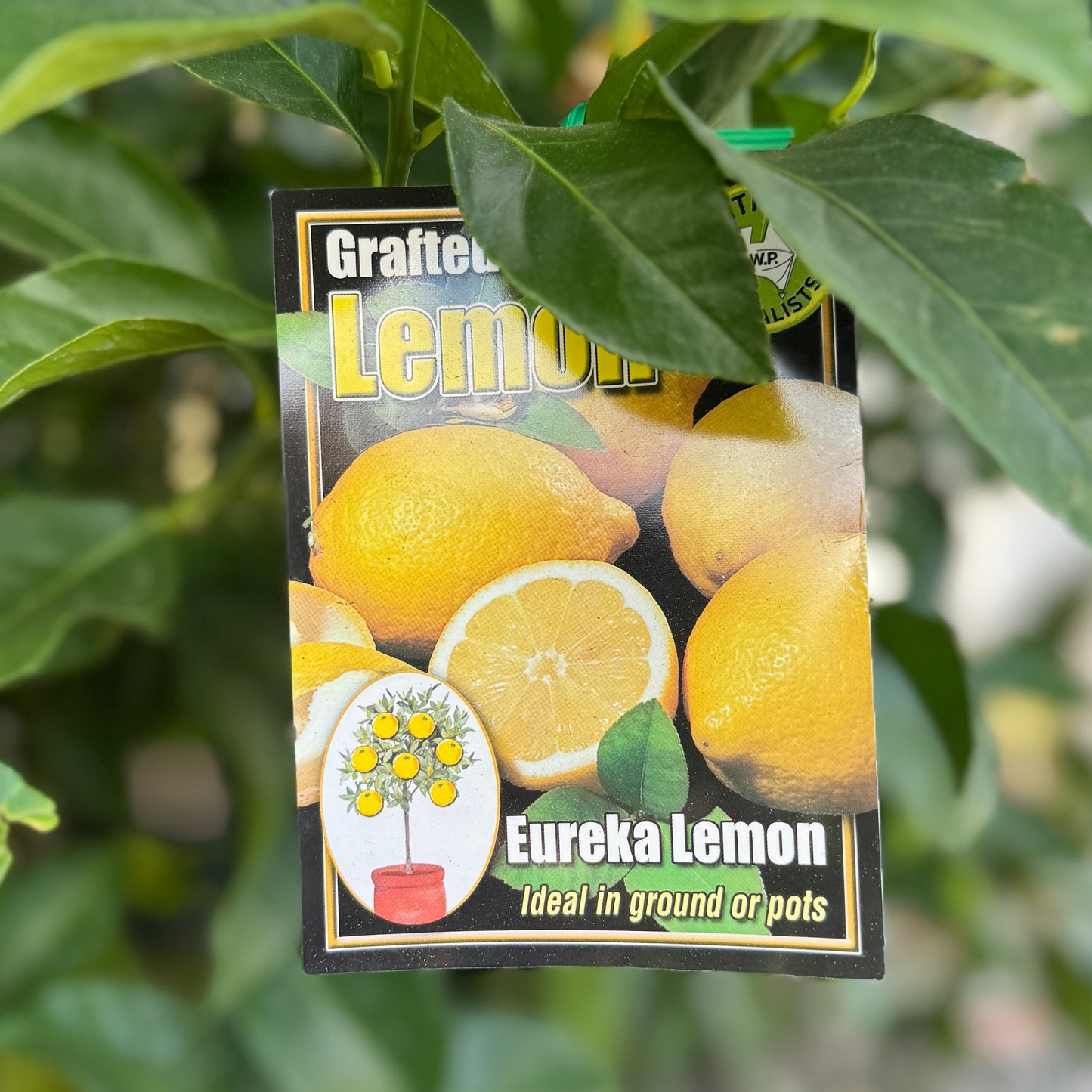 Lemon Eureka - 33cm Pot