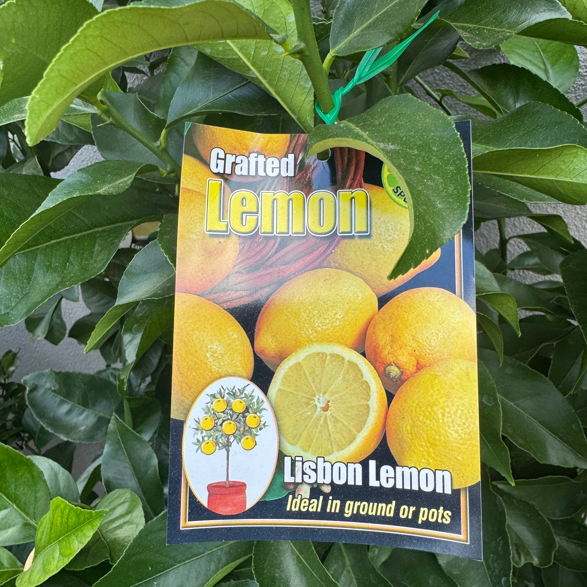 Lemon Lisbon - 16.5cm Pot
