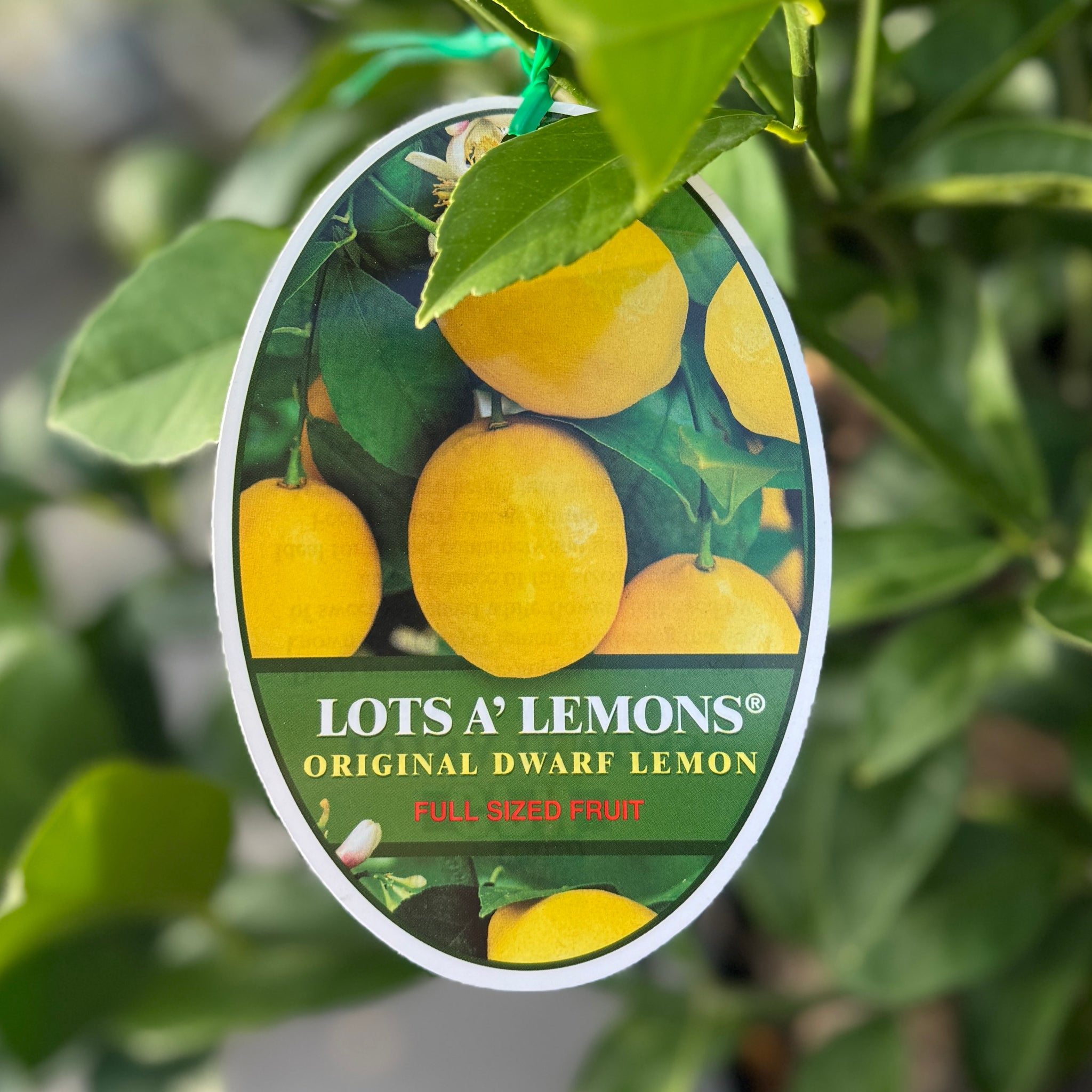 Lemon Lots A Lemons Meyer - 25cm Pot