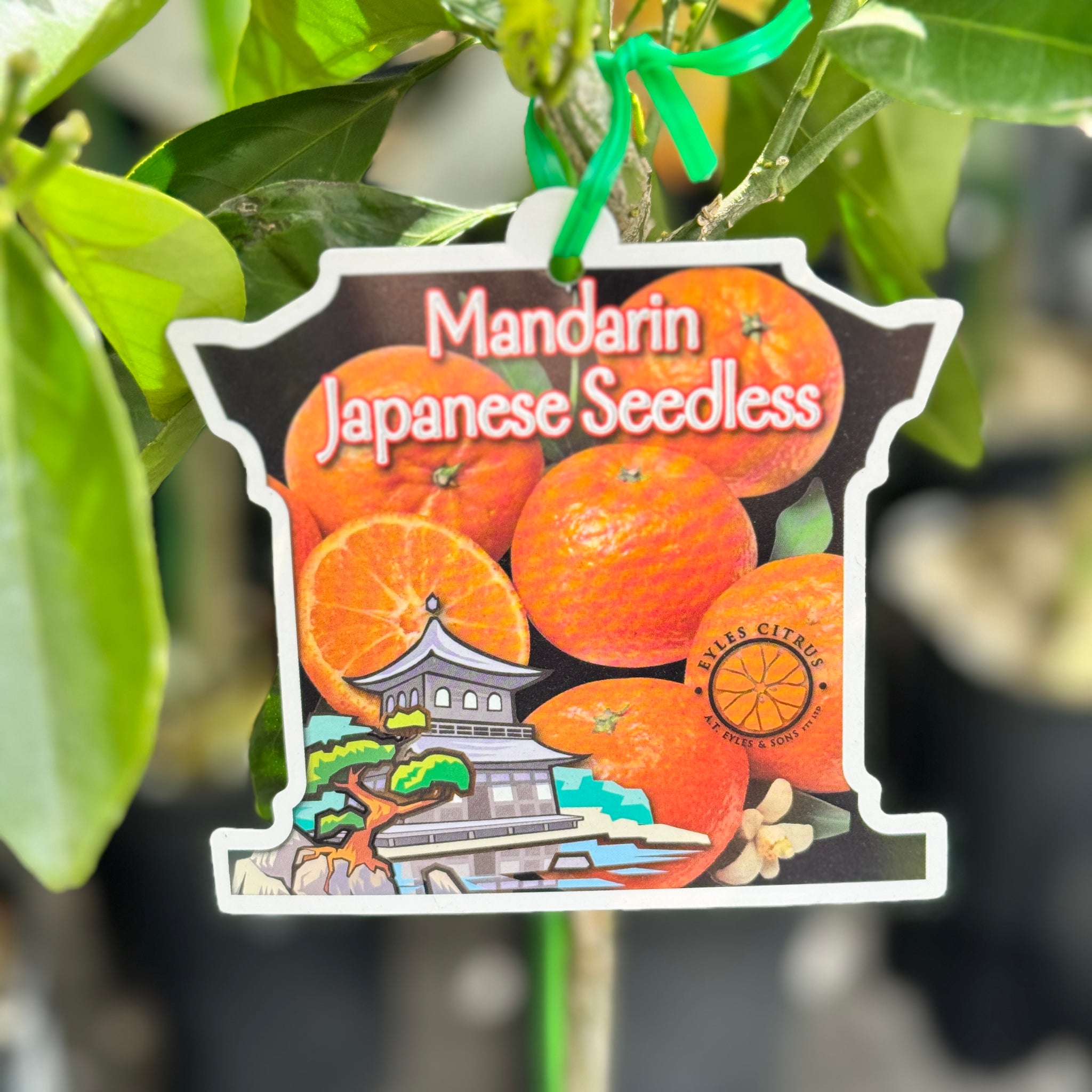 Mandarin Japanese Seedless - 16.5cm Tall Pot