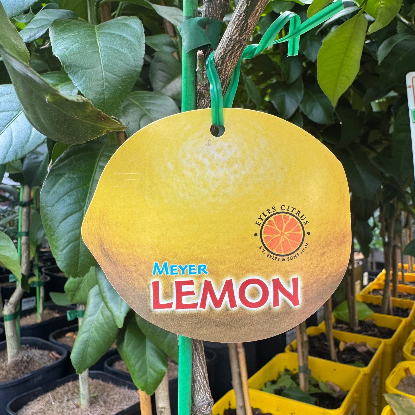 Lemon Meyer - 16.5cm Tall Pot