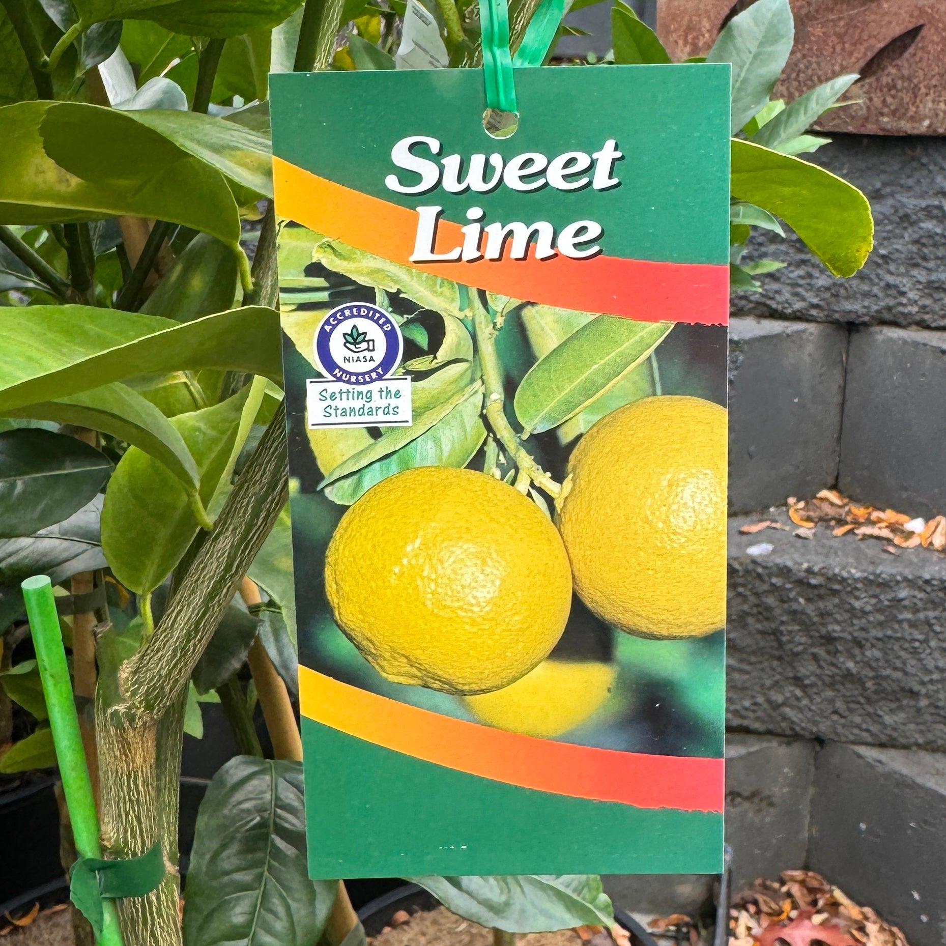 Lime Sweet - 16.5cm Pot