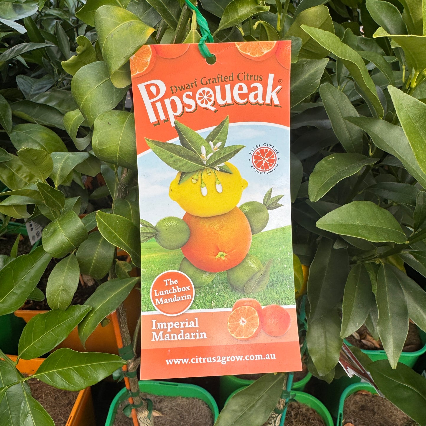 Mandarin Imperial Pipsqueak Dwarf - 16.5cm Pot