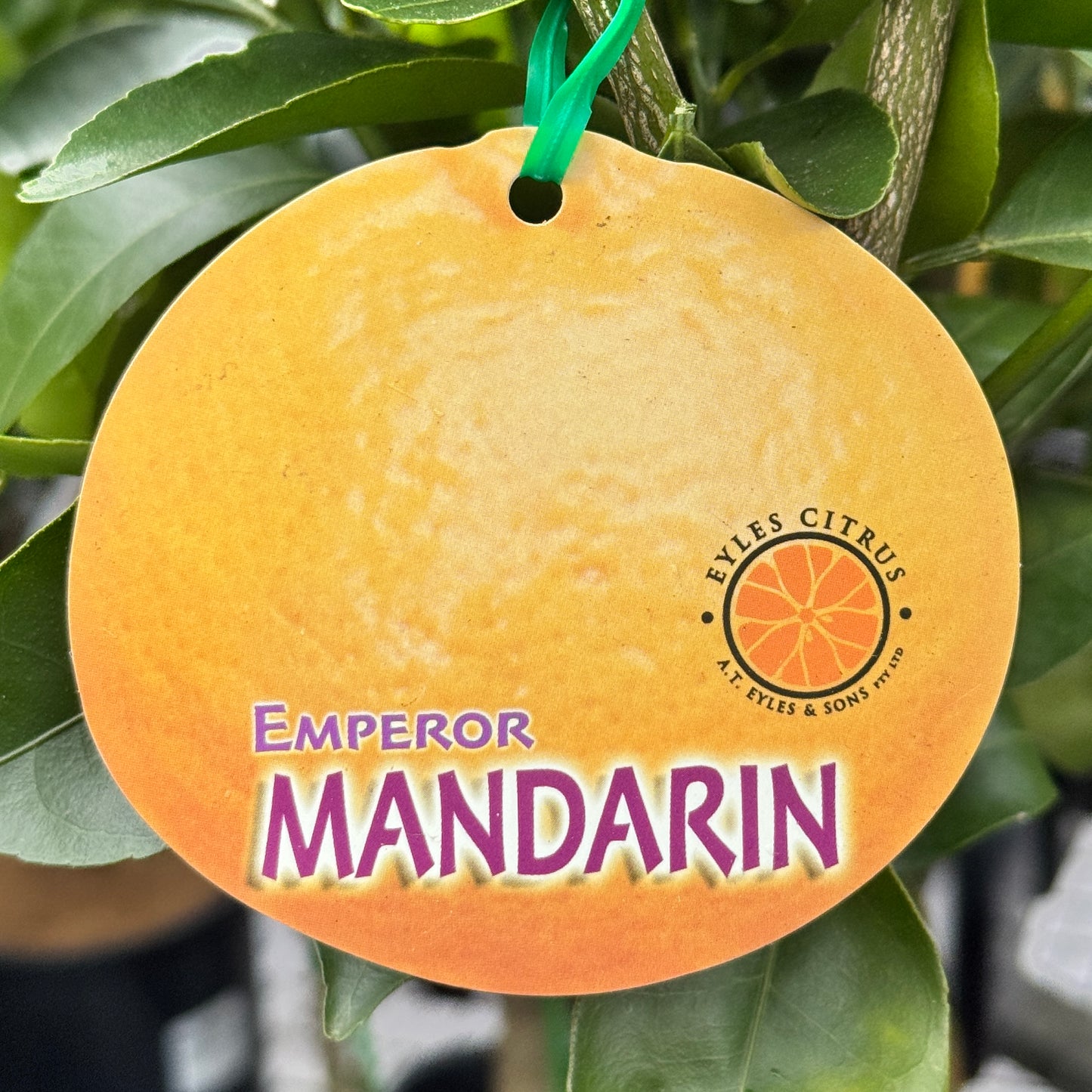 Mandarin Emperor - 33cm Pot