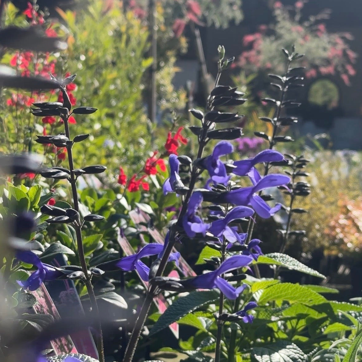 Salvia Black & Bloom - 14cm Pot
