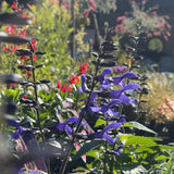 Salvia Black & Bloom - 14cm Pot