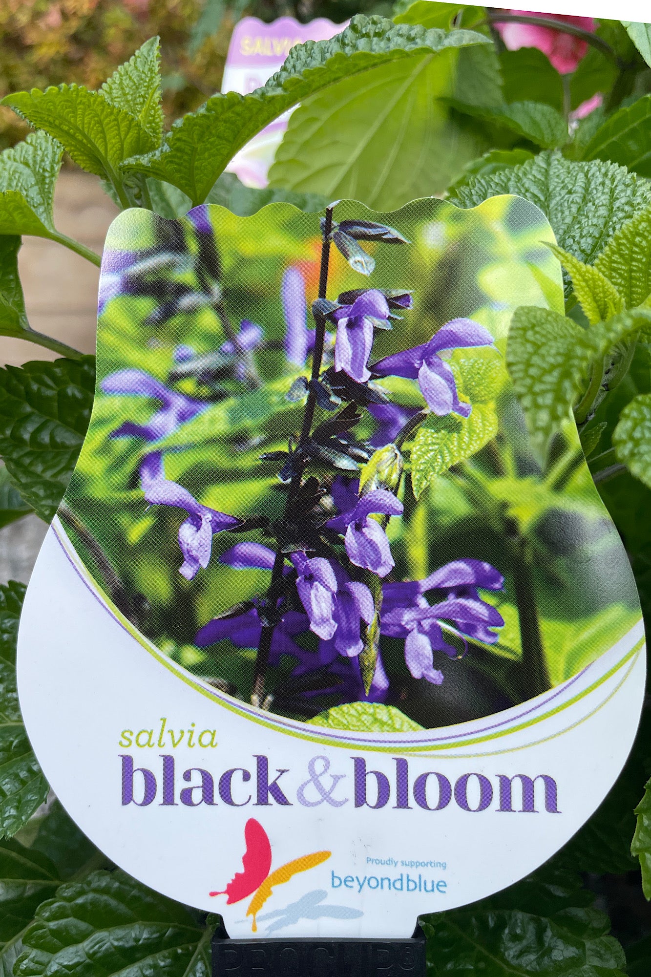 Salvia Black & Bloom - 14cm Pot
